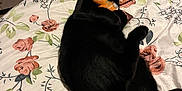 Stella Blue Baez is registered to the contest to win money with this photo: black_cat, cat, toy, bedspread, floral_pattern, indoor, pet, playing, orange_toy, animal, feline, resting, cozy, sleeping_area, home, comfort, cute, domestic_animal, relaxing, closeup