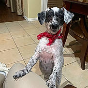 Riley joined the competition — help win amazing prizes! dog, red_bandana, curly_fur, black_and_white, pet, indoor, tile_floor, wooden_chair, person_leg, curious, standing, front_paws, home, animal, companion, cute, looking_at_camera, domestic, friendly, canine