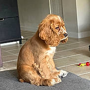 Martha is registered to the contest to win money with this photo: puppy, dog, brown_fur, curly_ears, indoor, floor_tiles, cushion, pet, animal, sitting, looking_away, toy, cozy, home, fur, cute, young_dog, domestic, companion, resting
