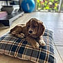 Martha is registered to the contest to win money with this photo: puppy, dog, cushion, plaid, indoor, tile_floor, brown, white, fur, pet, resting, animal, young_dog, cozy, blurred_background, window, greenery, exercise_ball, home, relaxed