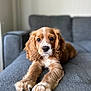 Martha is registered to the contest to win money with this photo: puppy, dog, cocker_spaniel, brown_fur, white_markings, cute, pet, animal, indoor, sofa, cozy, portrait, fur, laying_down, looking_at_camera, front_paws, blurry_background, home, domestic_animal, companion