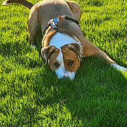 Mj joined the competition — help win amazing prizes! dog, canine, pet, grass, lawn, outdoor, sunlight, shadow, harness, tag, brown_and_white, nose, eyes, ears, lying_down, close_up, portrait, summer, park, playful