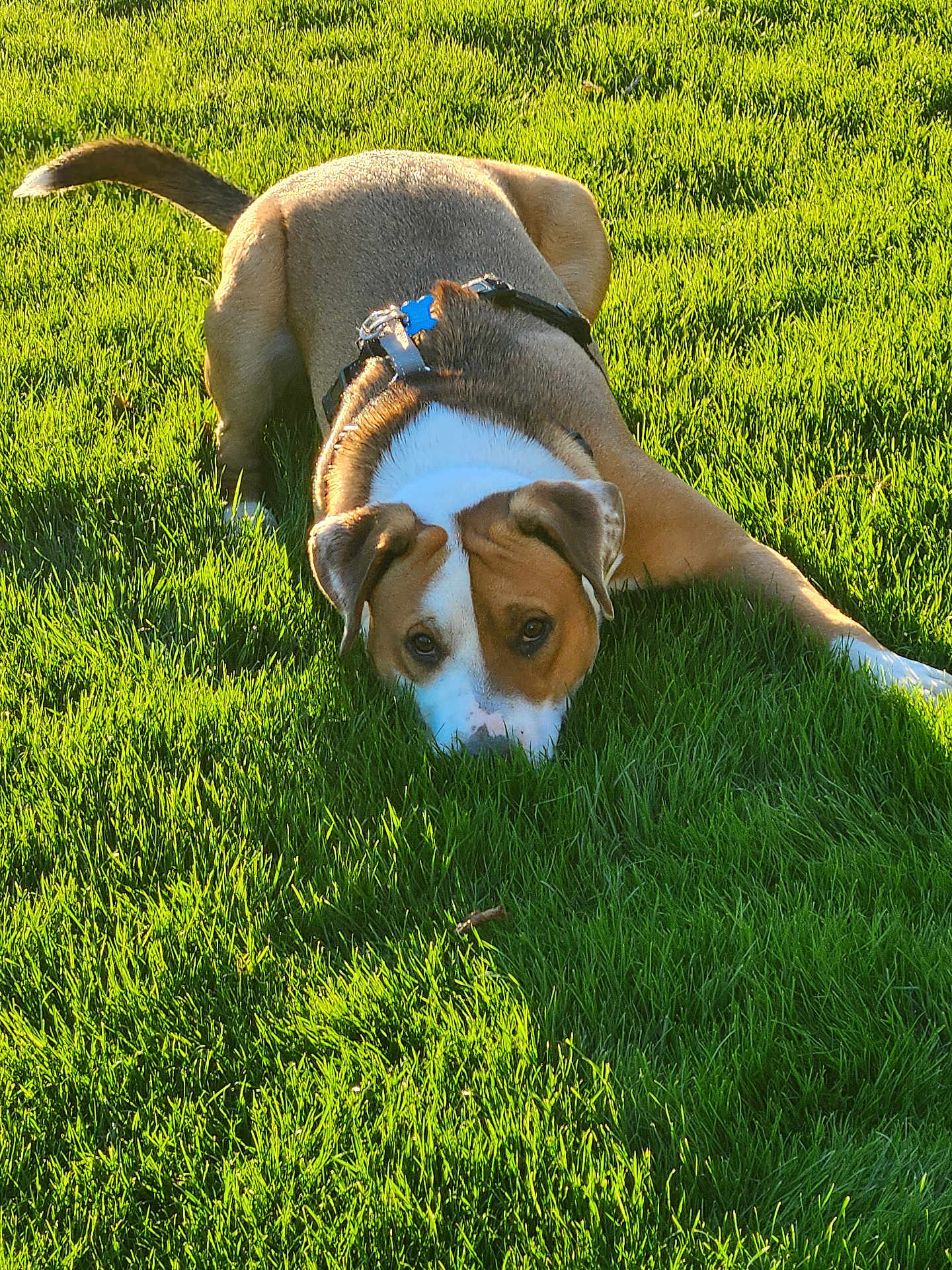Mj joined the competition — help win amazing prizes! dog, canine, pet, grass, lawn, outdoor, sunlight, shadow, harness, tag, brown_and_white, nose, eyes, ears, lying_down, close_up, portrait, summer, park, playful