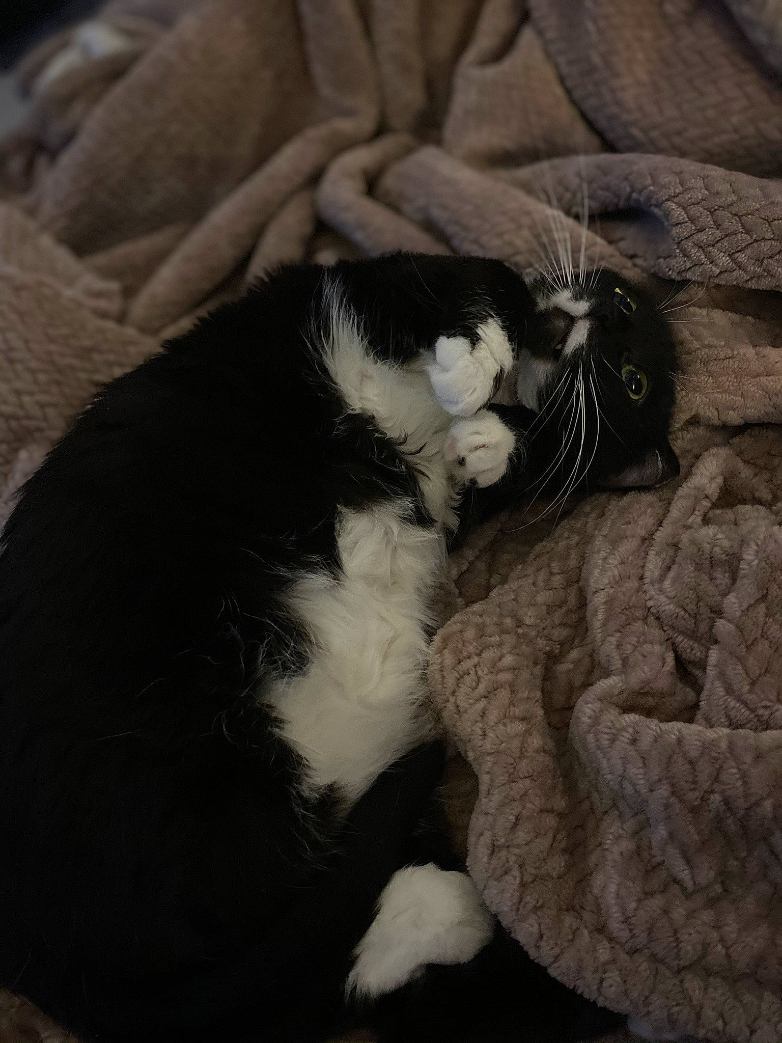 Taki is registered to the contest to win money with this photo: canidae, carnivore, cat, felidae, fur, kitten, nap, norwegian_forest_cat, puppy, sleep, small_to_medium_sized_cats, tail, whiskers