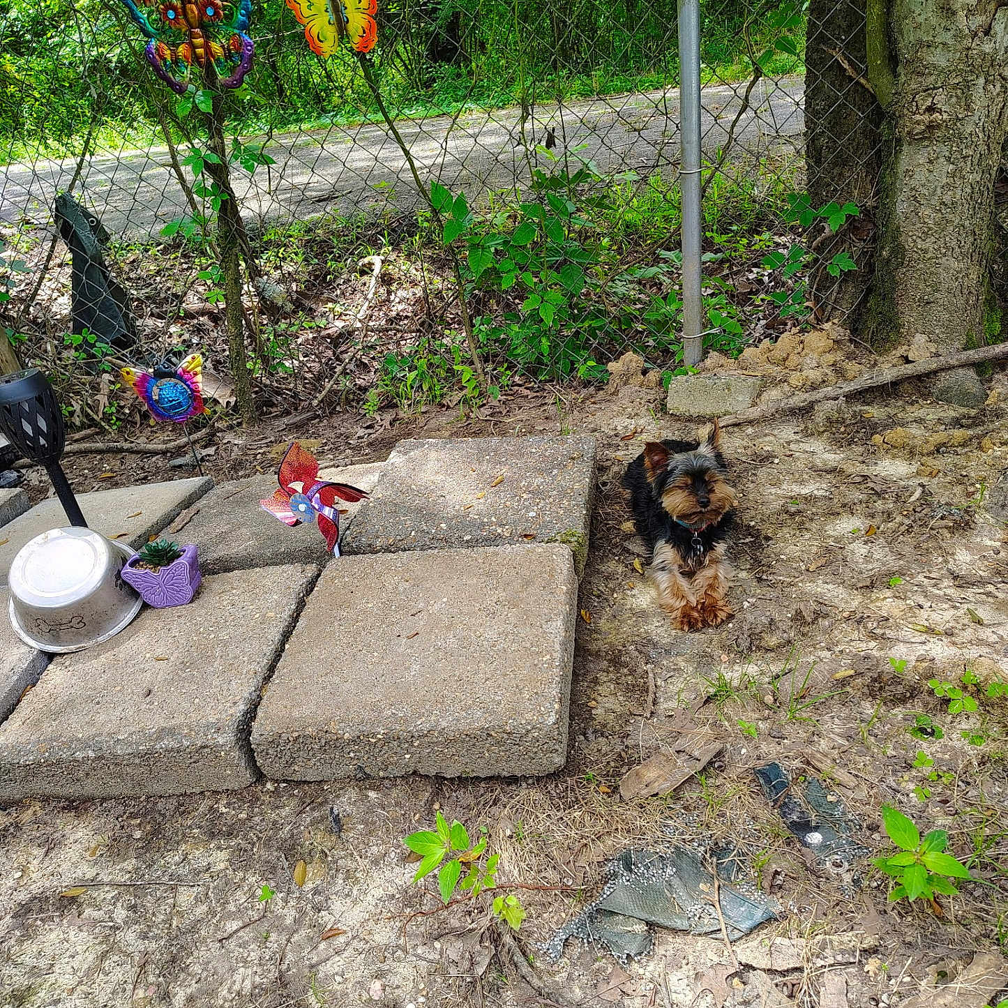 Max is registered to the contest to win money with this photo: animal, butterfly_decorations, colorful, concrete_blocks, decorations, dirt, dog, fence, garden, grass, nature, outdoor, pet, plants, quiet, relaxing, small_dog, sunlight, tree, yard