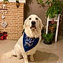 Ubby participe au concours pour gagner de l'argent avec cette photo : accessories, animal, bag, bandana, canine, dog, dogbed, goldenretriever, handbag, headband, jar, person, pet, plant, planter, pottedplant, pottery, puppy, vase, whitedog