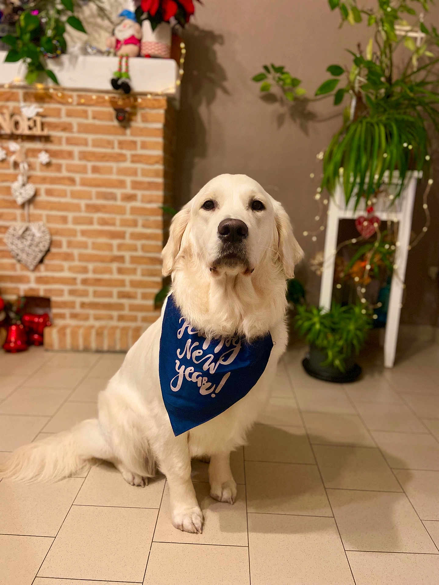 Ubby participe au concours pour gagner de l'argent avec cette photo : accessories, animal, bag, bandana, canine, dog, dogbed, goldenretriever, handbag, headband, jar, person, pet, plant, planter, pottedplant, pottery, puppy, vase, whitedog