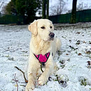 Ubby a rejoint le concours — aidez-le/la à gagner de superbes lots ! accessories, animal, canine, dog, eskimodog, goldenretriever, grass, grove, land, nature, outdoors, pet, plant, puppy, snow, strap, tree, vegetation, whitedog, woodland