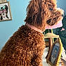 Mille is registered to the contest to win money with this photo: dog, brown, curly_fur, pet, indoor, lamp, portrait, frame, table, furniture, decor, blue_wall, pink, cute, animal, looking, side_view, cozy, photo_frame, fur