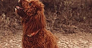 Mille joined the competition — help win amazing prizes! dog, pet, brown, fluffy, sitting, outdoor, nature, sand, happy, canine, animal, fur, collar, looking_up, grass, bushes, daylight, cute, portrait, ears