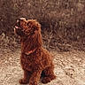 dog, pet, brown, fluffy, sitting, outdoor, nature, sand, happy, canine, animal, fur, collar, looking_up, grass, bushes, daylight, cute, portrait, ears