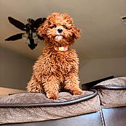 Mille is registered to the contest to win money with this photo: dog, puppy, brown_dog, curly_fur, couch, furniture, indoor, living_room, pet, collar, cute, fluffy, small_dog, animal, domestic_animal, canine, fur, sitting, looking_up, house