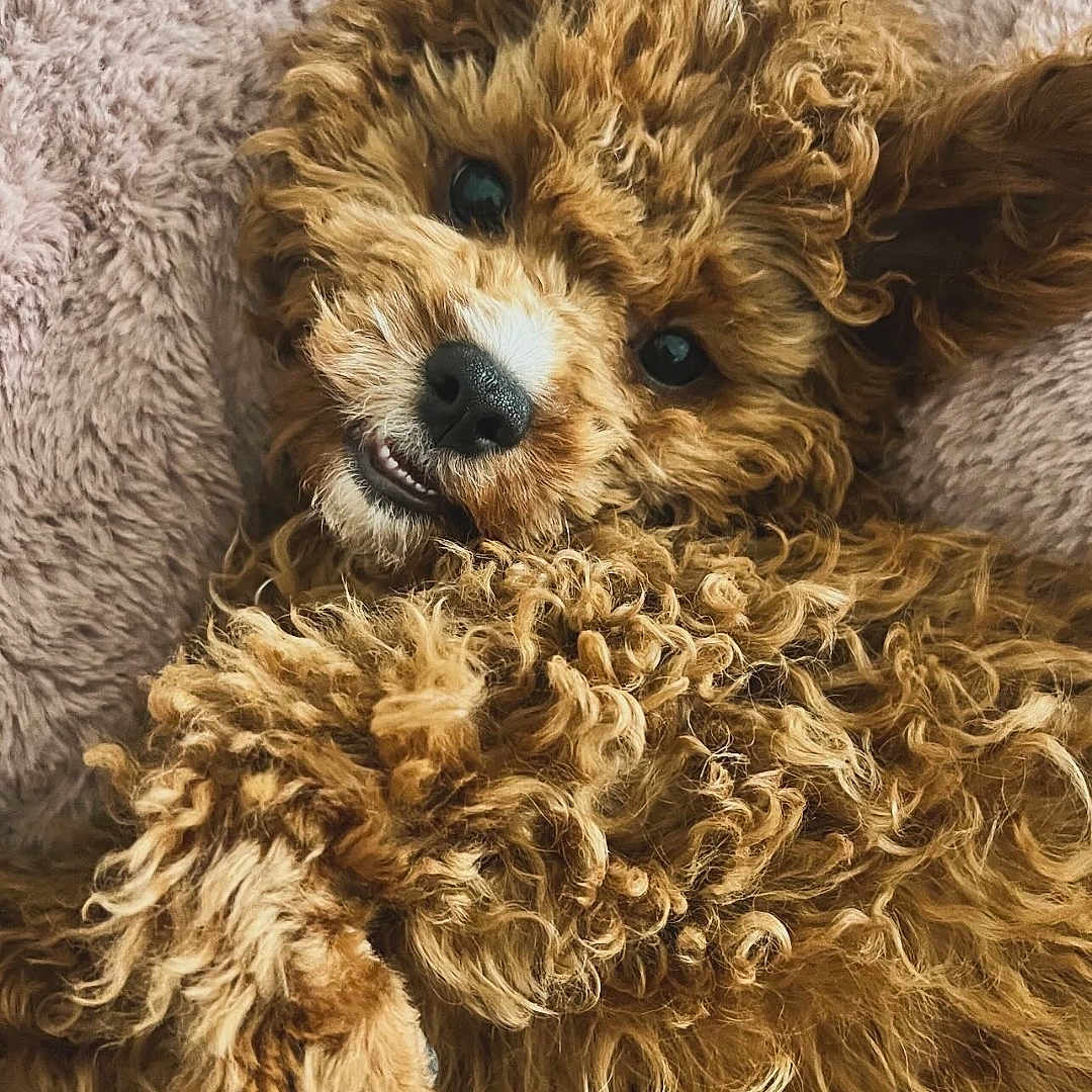 Mille