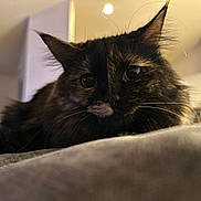 Minx is registered to the contest to win money with this photo: cat, tortoiseshell, close_up, indoor, whiskers, fluffy, pet, feline, resting, soft_surface, curious, animal, domestic, cute, portrait, closeup, eyes, fur, relaxed, muzzle