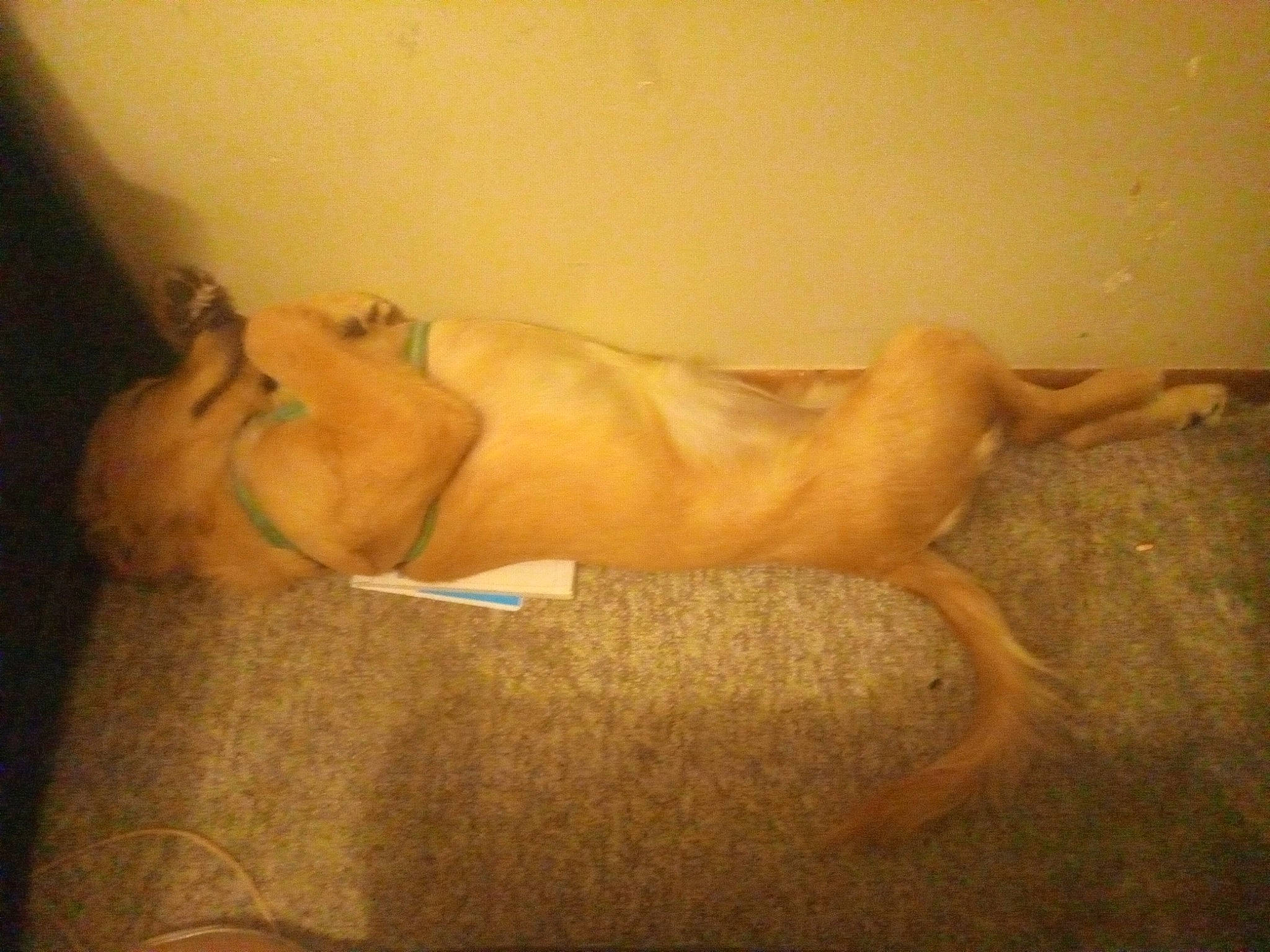 Bella Jane joined the competition — help win amazing prizes! abdomen, art_model, barechested, canidae, carnivore, chest, comfort, dog_breed, elbow, fawn, flesh, foot, fur, human_leg, knee, navel, snout, sporting_group, thigh, trunk