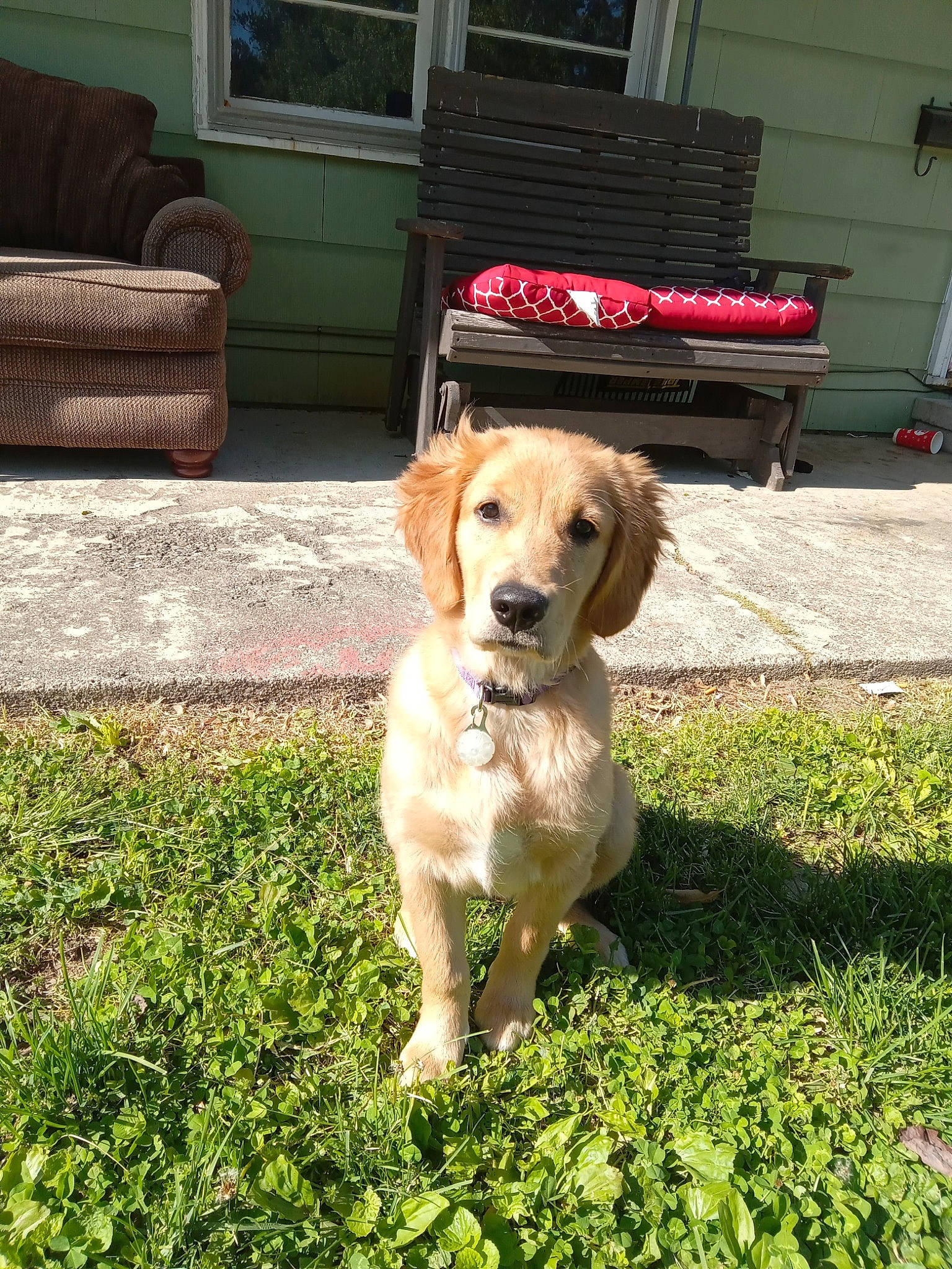 Bella Jane is registered to the contest to win money with this photo: bench, carnivore, companion_dog, couch, dog, dog_breed, door, flooring, grass, groundcover, gun_dog, home, lawn, plant, retriever, sporting_group, tail, window, working_animal, yard