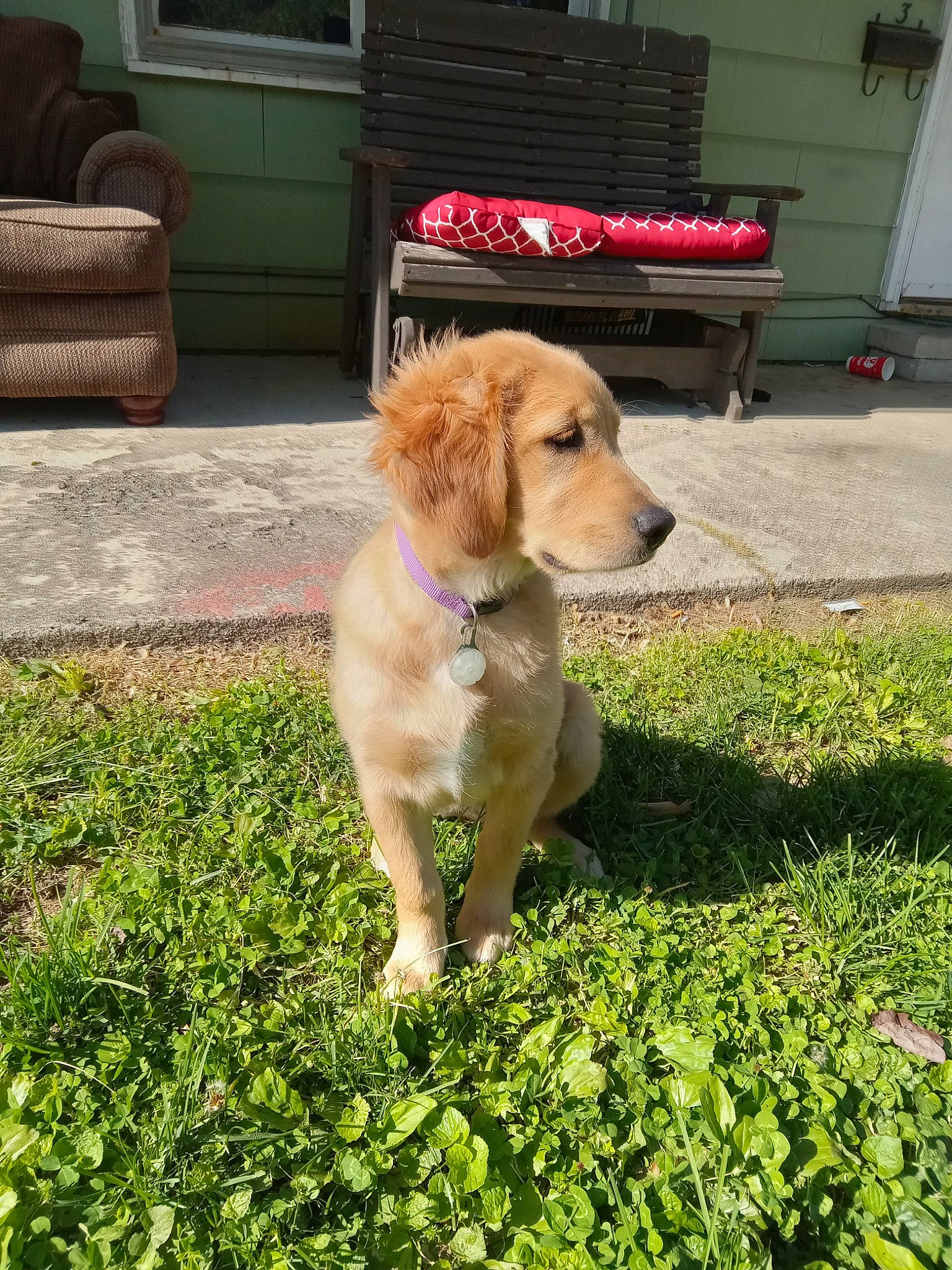 Bella Jane joined the competition — help win amazing prizes! ball, carnivore, chair, companion_dog, dog, dog_breed, door, flooring, grass, groundcover, gun_dog, herb, liver, plant, retriever, soil, sporting_group, tail, yard