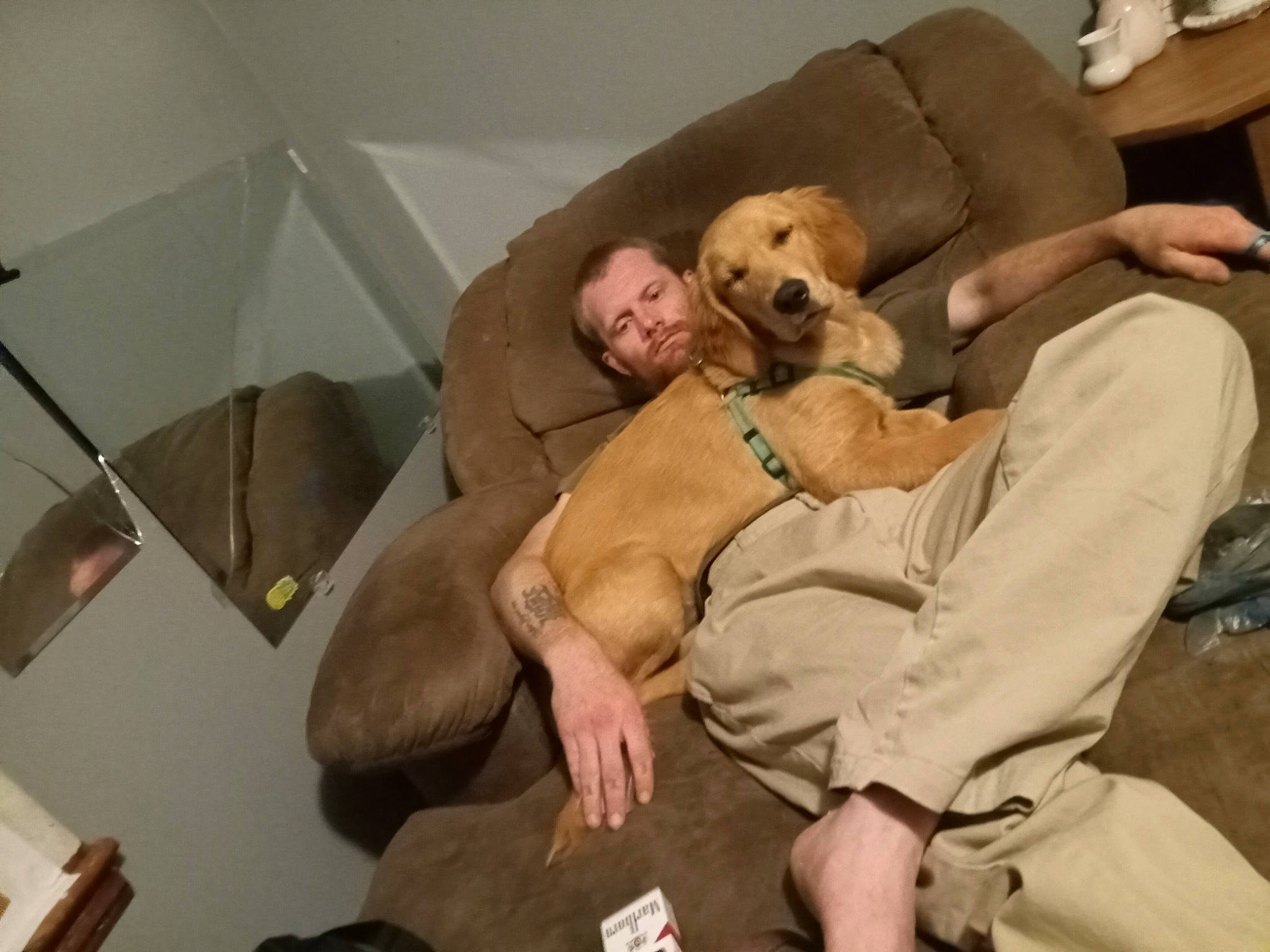 Bella Jane is registered to the contest to win money with this photo: canidae, carnivore, chair, comfort, companion_dog, couch, dog, dog_breed, fawn, fur, guard_dog, non_sporting_group, retriever, room, sitting, smile, sporting_group, working_animal