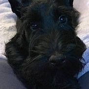 Oski participe au concours pour gagner de l'argent avec cette photo : cairn_terrier, canidae, carnivore, dog, dog_breed, mammal, miniature_schnauzer, puppy, scottish_terrier, small_terrier, snout, sporting_group, terrier, vertebrate