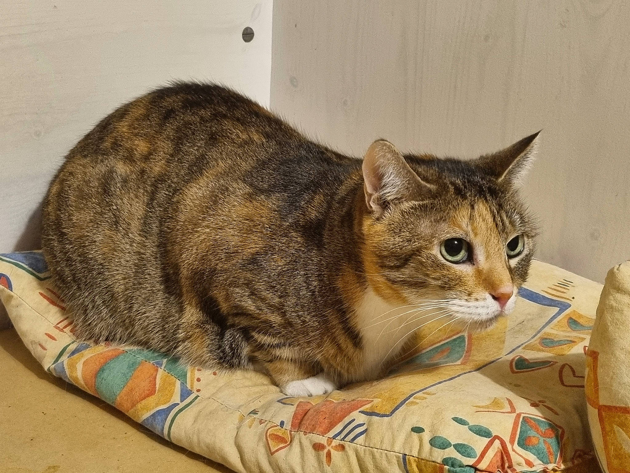 Cendrillon participe au concours pour gagner de l'argent avec cette photo : box, carnivore, cat, cat_supply, comfort, domestic_short_haired_cat, felidae, fur, paw, sitting, small_to_medium_sized_cats, snout, terrestrial_animal, whiskers