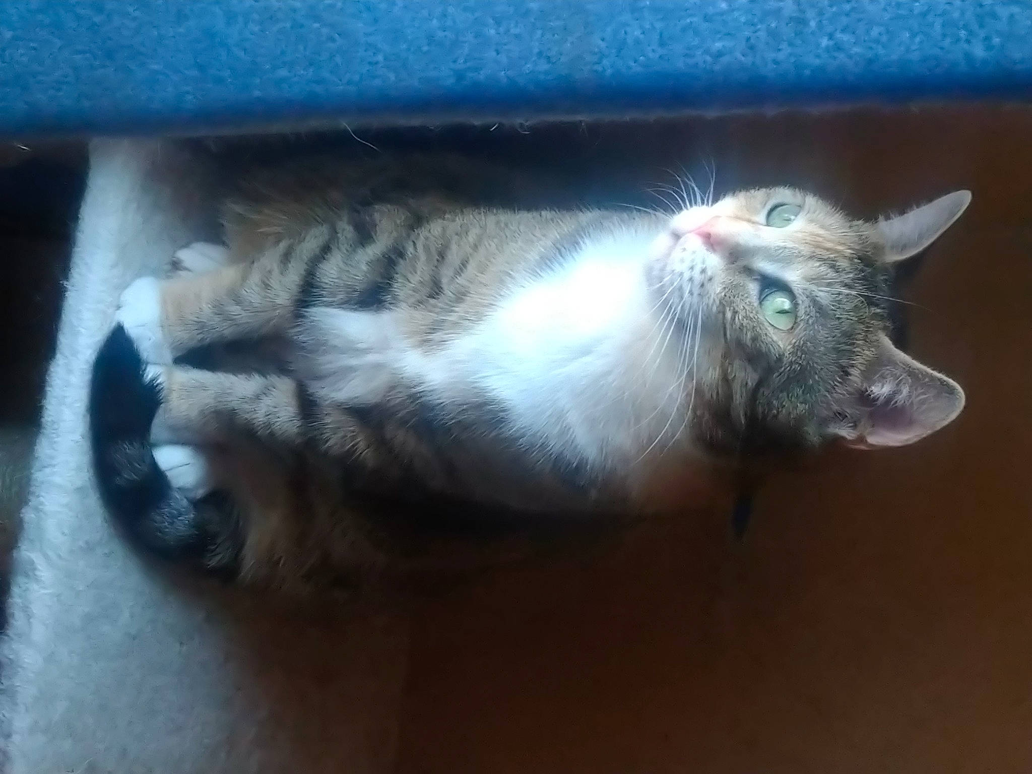 Cendrillon participe au concours pour gagner de l'argent avec cette photo : carnivore, cat, claw, domestic_short_haired_cat, ear, electric_blue, felidae, flooring, foot, fur, paw, small_to_medium_sized_cats, snout, tail, whiskers