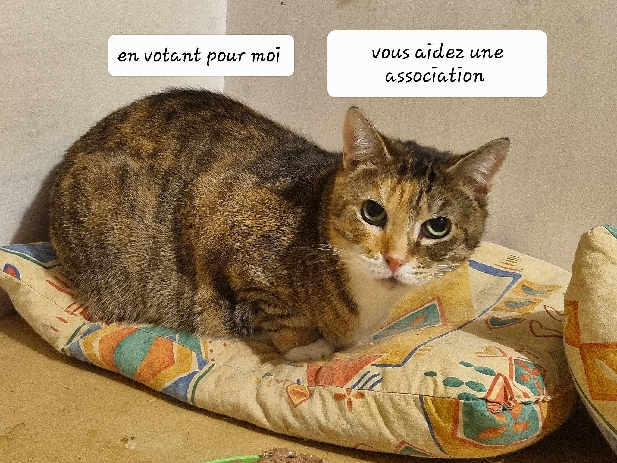 Cendrillon participe au concours pour gagner de l'argent avec cette photo : box, carnivore, cat, cat_supply, claw, comfort, domestic_short_haired_cat, felidae, fur, paw, pet_supply, photo_caption, sitting, small_to_medium_sized_cats, snout, tail, terrestrial_animal, whiskers, wildlife