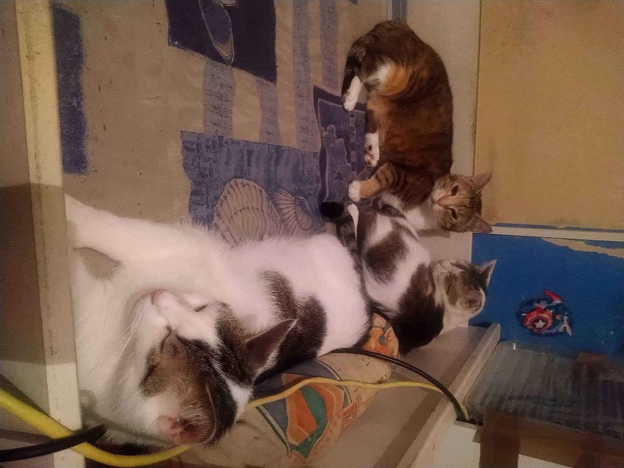 Cendrillon participe au concours pour gagner de l'argent avec cette photo : animal_shelter, canidae, carnivore, cat, comfort, companion_dog, dog_breed, domestic_short_haired_cat, fawn, felidae, fur, paw, room, small_to_medium_sized_cats, sporting_group, tail, whiskers