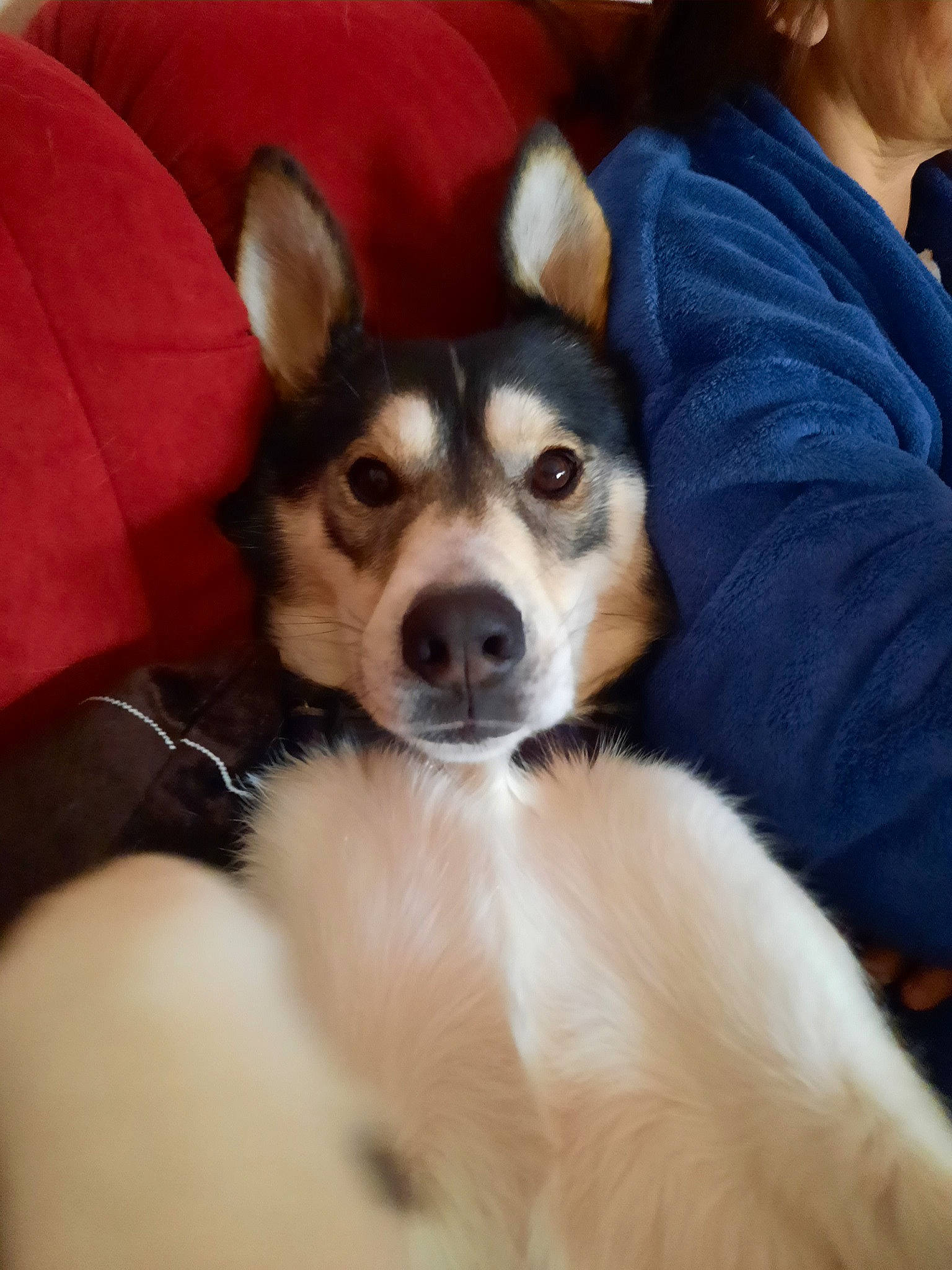 Osky a rejoint le concours — aidez-le/la à gagner de superbes lots ! canidae, carnivore, comfort, companion_dog, couch, dog, dog_breed, fawn, fur, happy, herding_dog, non_sporting_group, puppy, sitting, snout, sporting_group, toy_dog, whiskers, working_animal, working_dog