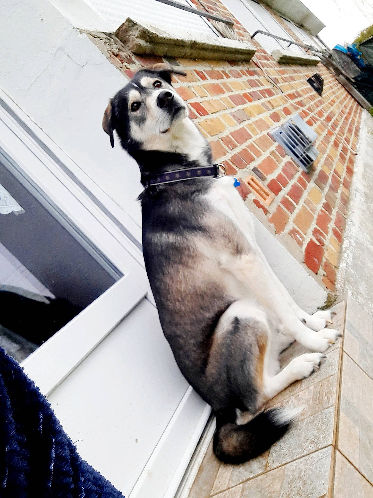 Osky a rejoint le concours — aidez-le/la à gagner de superbes lots ! canidae, carnivore, collar, companion_dog, dog, dog_breed, dog_collar, dog_supply, eyewear, fashion_accessory, fawn, fur, leash, pet_supply, snout, sporting_group, street_fashion, tail, whiskers, working_animal