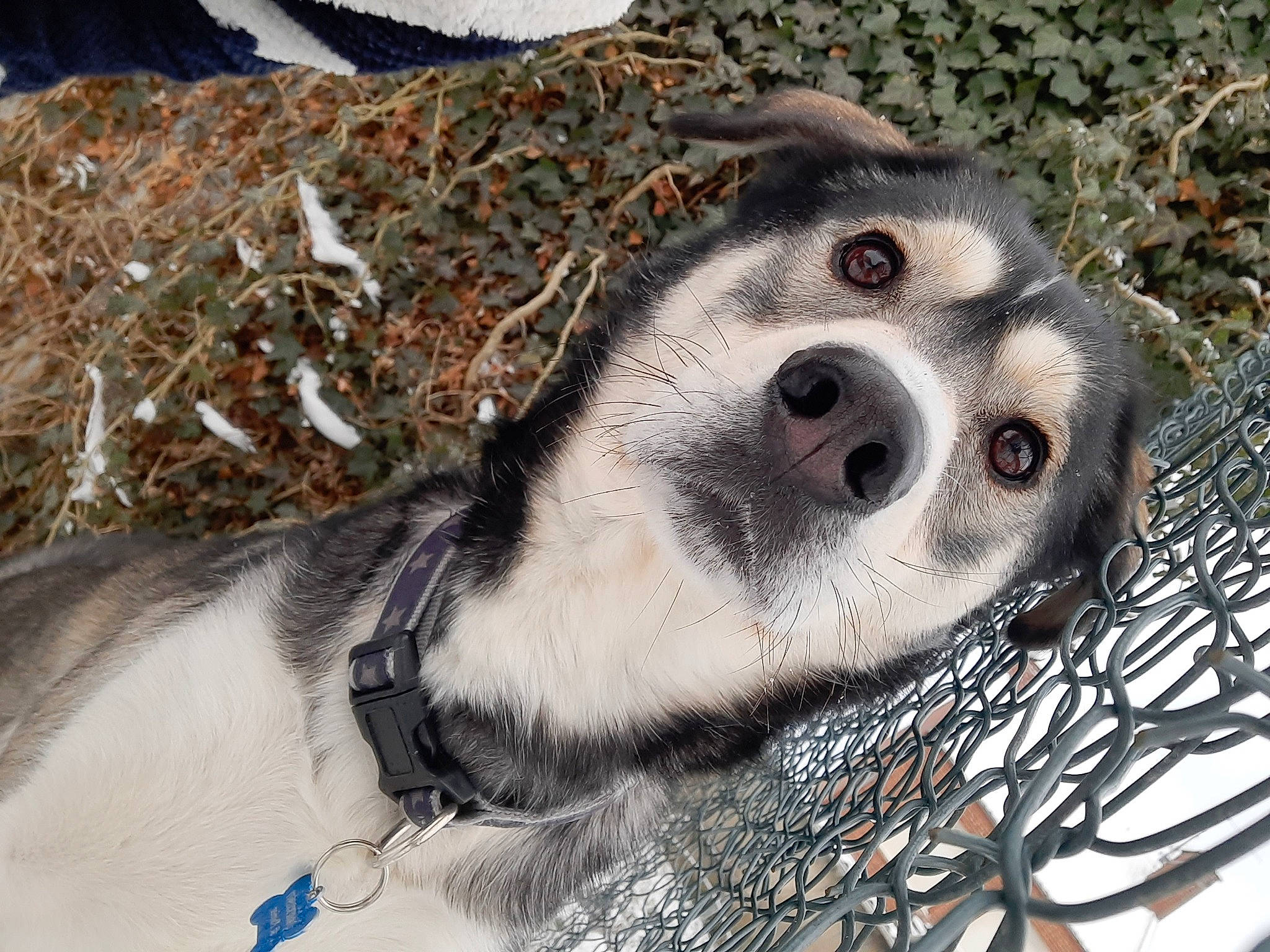 Osky participe au concours pour gagner de l'argent avec cette photo : animal_shelter, baltic_gray_seal, bearded_seal, canidae, carnivore, dog, dog_breed, earless_seal, fawn, fur, fur_seal, marine_mammal, marsupial, mustelidae, paw, snout, sporting_group, terrestrial_animal, whiskers, wildlife