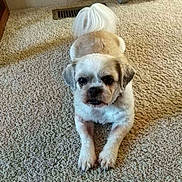 Sophie is registered to the contest to win money with this photo: dog, small_dog, carpet, indoor, pet, fluffy_tail, beige, lying_down, looking_at_camera, floor_vent, wooden_furniture, cute, animal, household, domestic, companion, fur, paws, relaxed, home