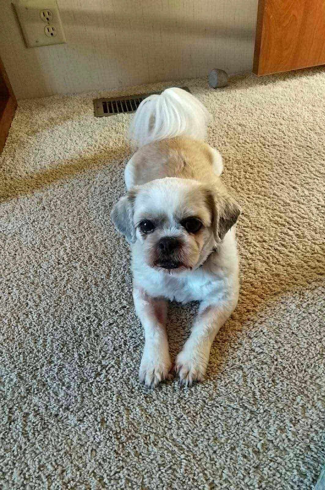 Sophie is registered to the contest to win money with this photo: dog, small_dog, carpet, indoor, pet, fluffy_tail, beige, lying_down, looking_at_camera, floor_vent, wooden_furniture, cute, animal, household, domestic, companion, fur, paws, relaxed, home