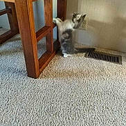 Roxie is registered to the contest to win money with this photo: animal, carpet, cat, curious, cute, domestic, electrical_outlet, furniture, gray, home, indoor, kitten, paw, pet, small, standing, vent, wall, white, wooden_table