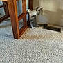 animal, carpet, cat, curious, cute, domestic, electrical_outlet, furniture, gray, home, indoor, kitten, paw, pet, small, standing, vent, wall, white, wooden_table