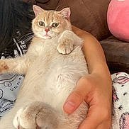 Dorian is registered to the contest to win money with this photo: arm, casual, cat, close_up, clothing, comfort, couch, cream_colored, cute, domestic_animal, feline, fluffy, fur, hand, indoor, person, pet, plush_pillow, relaxed, whiskers