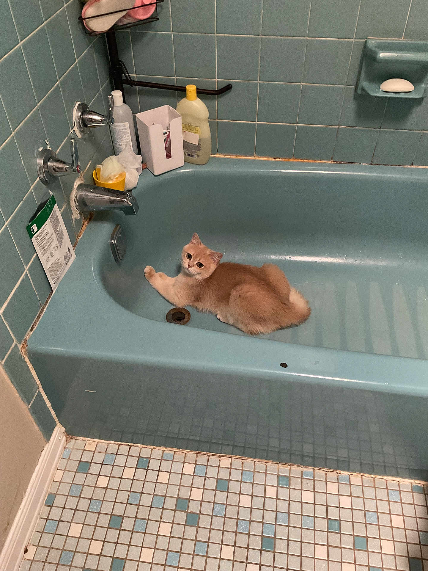 Dorian joined the competition — help win amazing prizes! animal, back_view, bathroom, bathtub, blue_tiles, cat, corner, curious_cat, feline, floor_tiles, groomed_cat, indoor, pet, plastic_bottle, rust, sitting, soap, tile_floor, toiletries, vintage