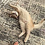Dorian is registered to the contest to win money with this photo: animal, carpet, cat, cream_colored, curious, cute, ears, feline, foot, fur, indoor, lying_down, patterned_rug, paw, pet, playful, relaxed, stretching, tail, whiskers