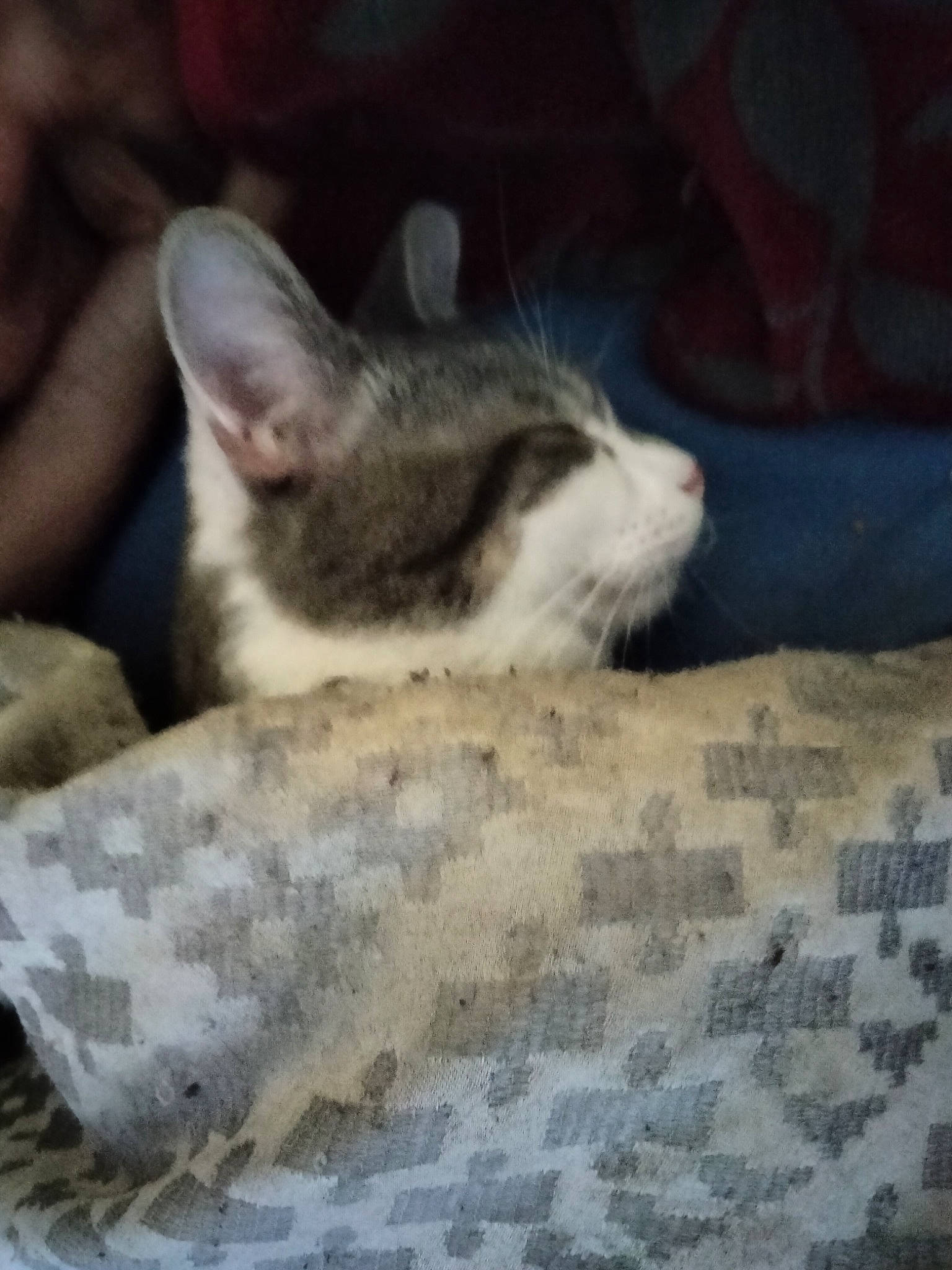 Baby Kitty is registered to the contest to win money with this photo: blanket, carnivore, cat, cat_bed, cat_supply, claw, cloud, comfort, domestic_short_haired_cat, fawn, felidae, fur, grey, linens, paw, small_to_medium_sized_cats, snout, tail, terrestrial_animal, whiskers