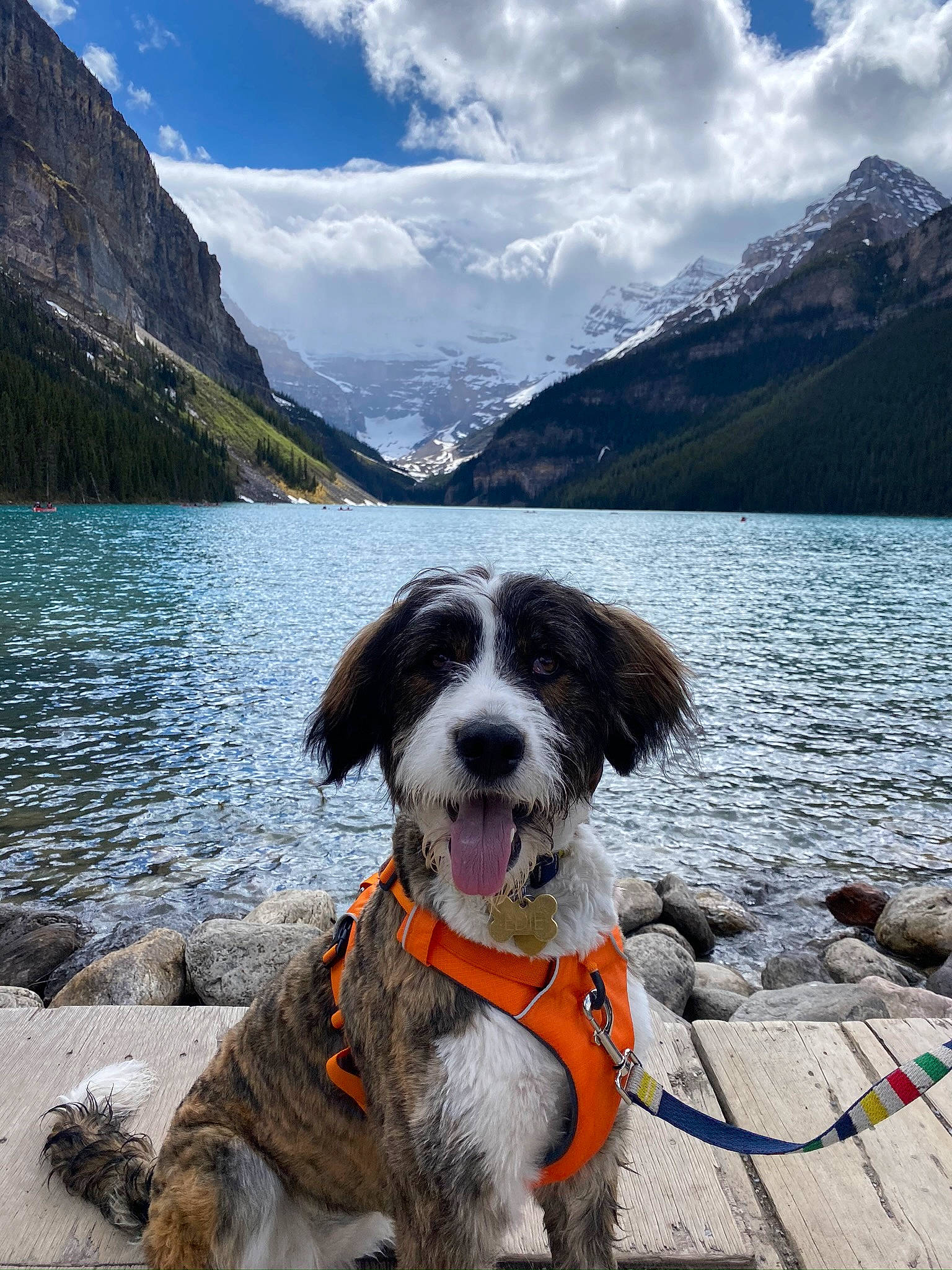 Edie is registered to the contest to win money with this photo: adventure, canidae, carnivore, dog, dog_breed, dog_hiking, fell, fjord, lake, lake_district, loch, mountain, mountain_range, recreation, small_munsterlander, sporting_group, vacation, wilderness