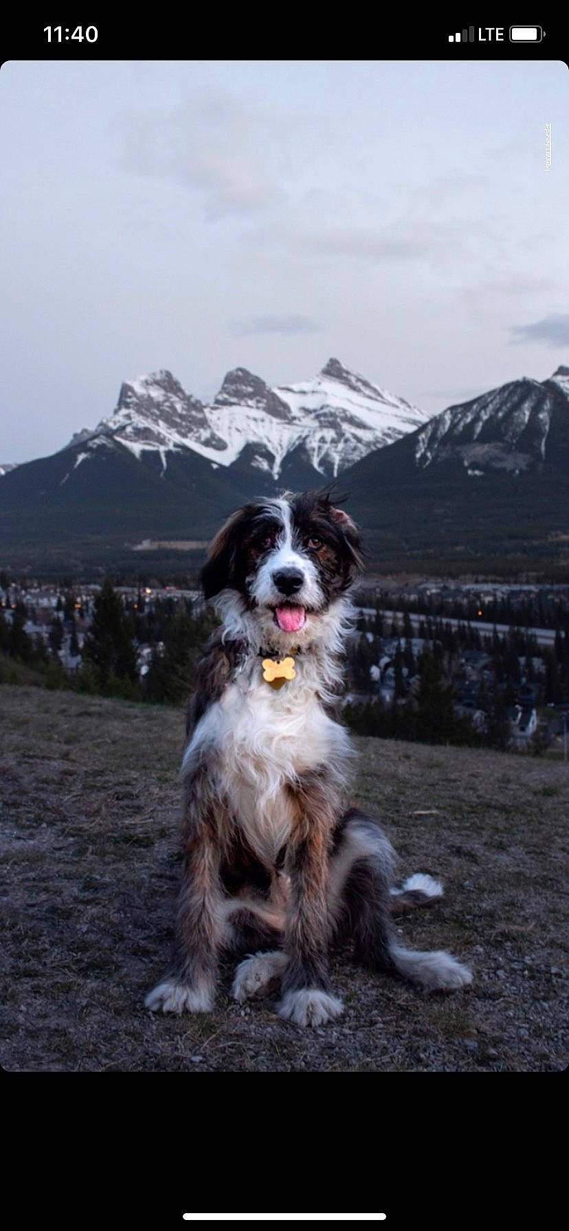 Edie is registered to the contest to win money with this photo: australian_shepherd, bernese_mountain_dog, border_collie, canidae, carnivore, companion_dog, dog, dog_breed, hill, miniature_australian_shepherd, mountain_range, rare_breed_dog, sporting_group, working_dog