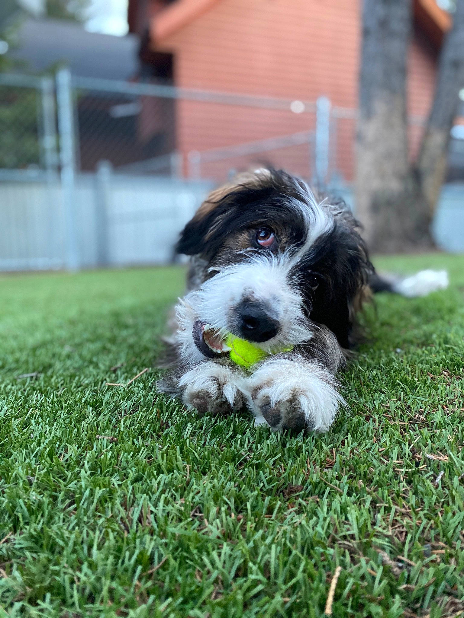Edie is registered to the contest to win money with this photo: canidae, carnivore, companion_dog, dog, dog_breed, grass, lhasa_apso, mammal, petit_basset_griffon_vendeen, polish_lowland_sheepdog, puppy, rare_breed_dog, romanian_mioritic_shepherd_dog, schapendoes, snout, sporting_group, sporting_lucas_terrier, terrier, tibetan_terrier, vertebrate