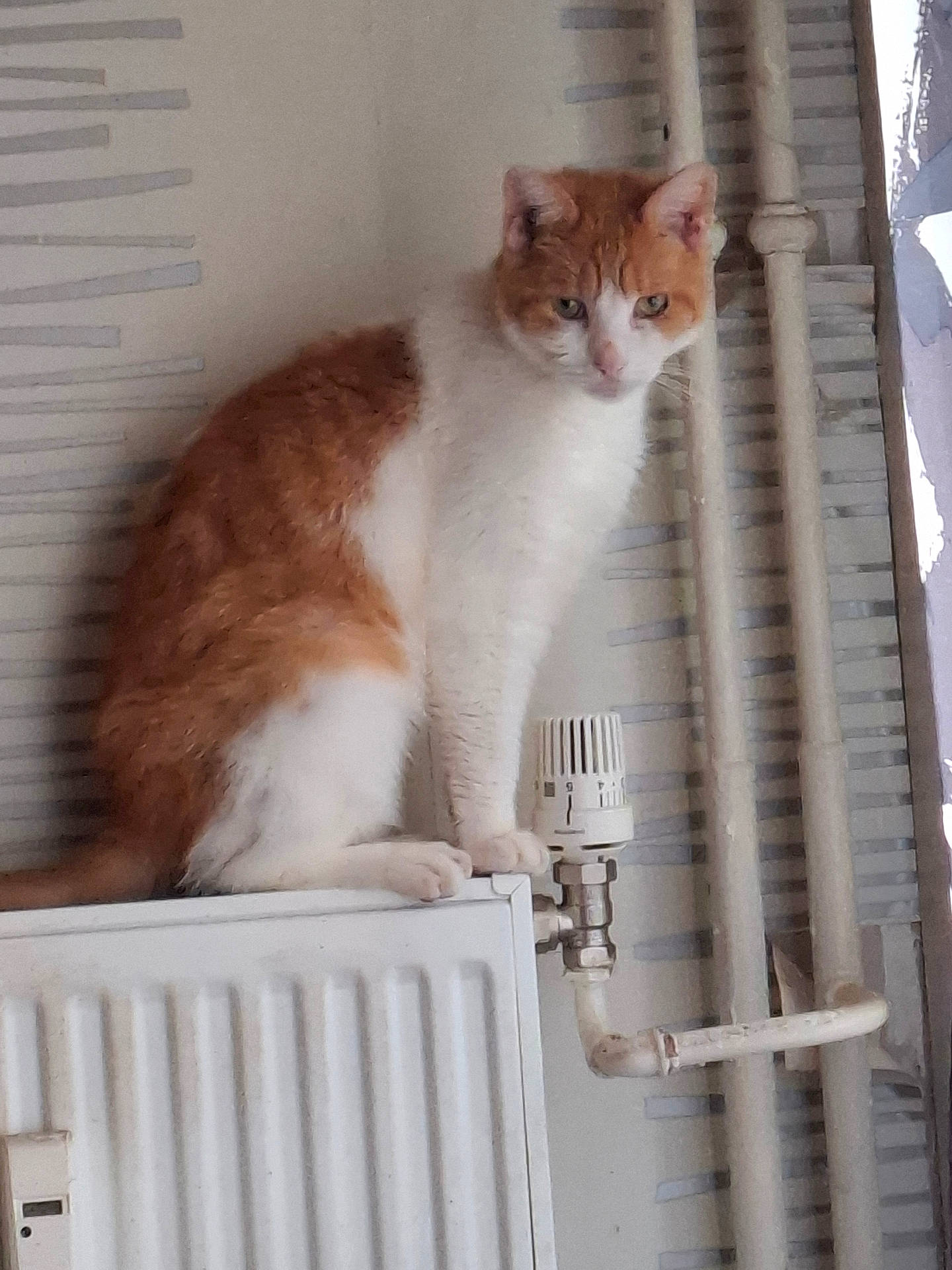 Choppy a rejoint le concours — aidez-le/la à gagner de superbes lots ! airconditioner, angora, animal, appliance, cat, chair, couch, crib, device, electricaldevice, furniture, heater, indoors, infantbed, kitten, manx, microphone, pet, radiator, wood