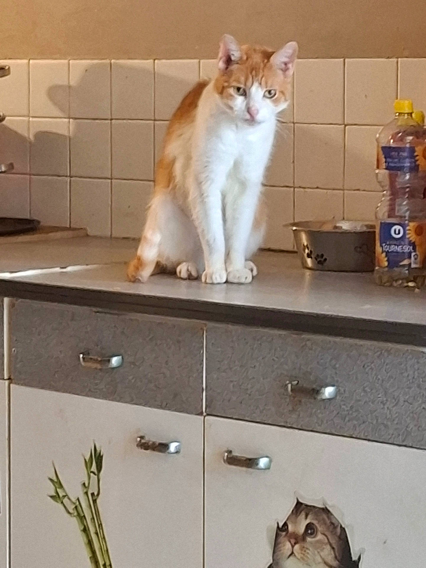 Choppy a rejoint le concours — aidez-le/la à gagner de superbes lots ! abyssinian, animal, cabinet, cat, closet, cupboard, drawer, furniture, indoors, interiordesign, jar, kitchen, kitten, manx, pet, plant, pottedplant, shelf, sideboard, sink