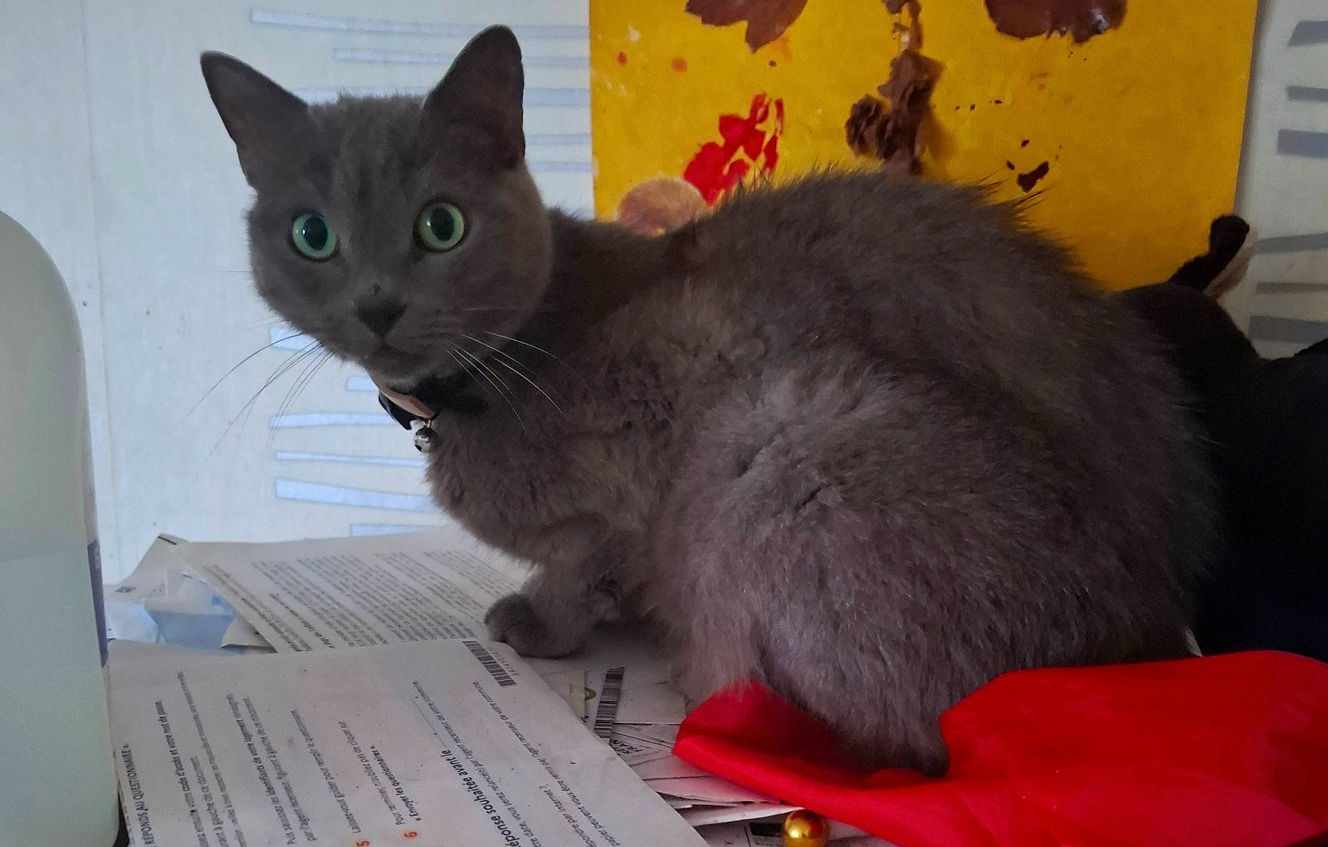 Princesse participe au concours pour gagner de l'argent avec cette photo : abyssinian, angora, animal, blackcat, canine, cat, computer, couch, document, dog, electronics, furniture, kitten, laptop, manx, pc, pet, receipt, siamese, text