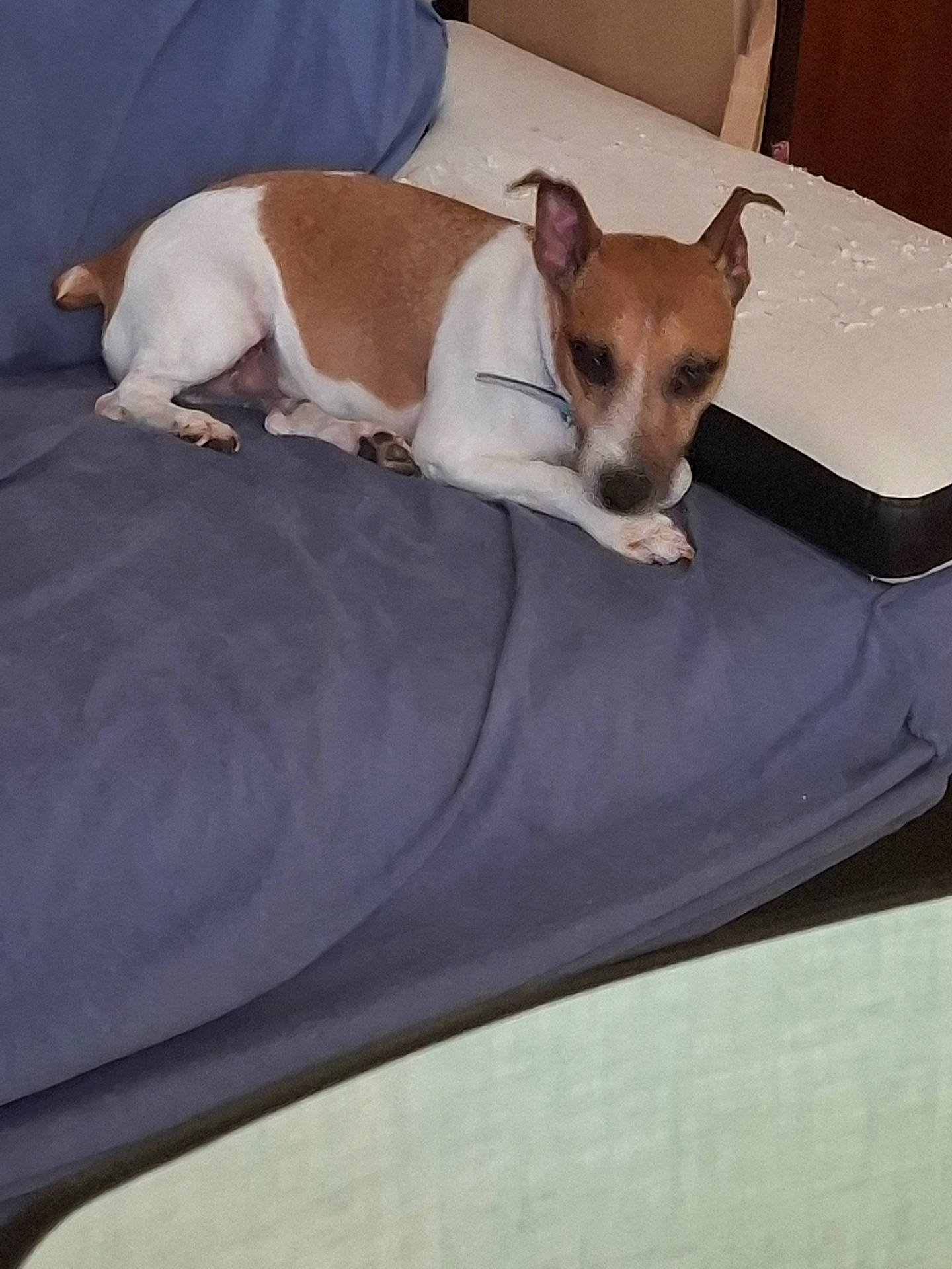 Doggy a rejoint le concours — aidez-le/la à gagner de superbes lots ! accessories, animal, bed, bedroom, blanket, canine, chihuahua, couch, cushion, dog, furniture, homedecor, hound, indoors, linen, pet, pillow, puppy, strap, terrier