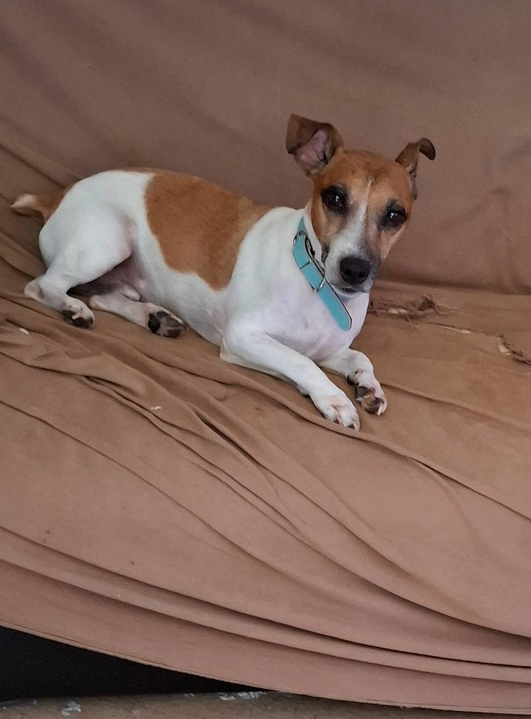 Doggy a rejoint le concours — aidez-le/la à gagner de superbes lots ! accessories, animal, ball, blanket, bulldog, canine, chihuahua, couch, dog, dogbed, furniture, hound, pet, puppy, snout, sport, strap, tennis, tennisball