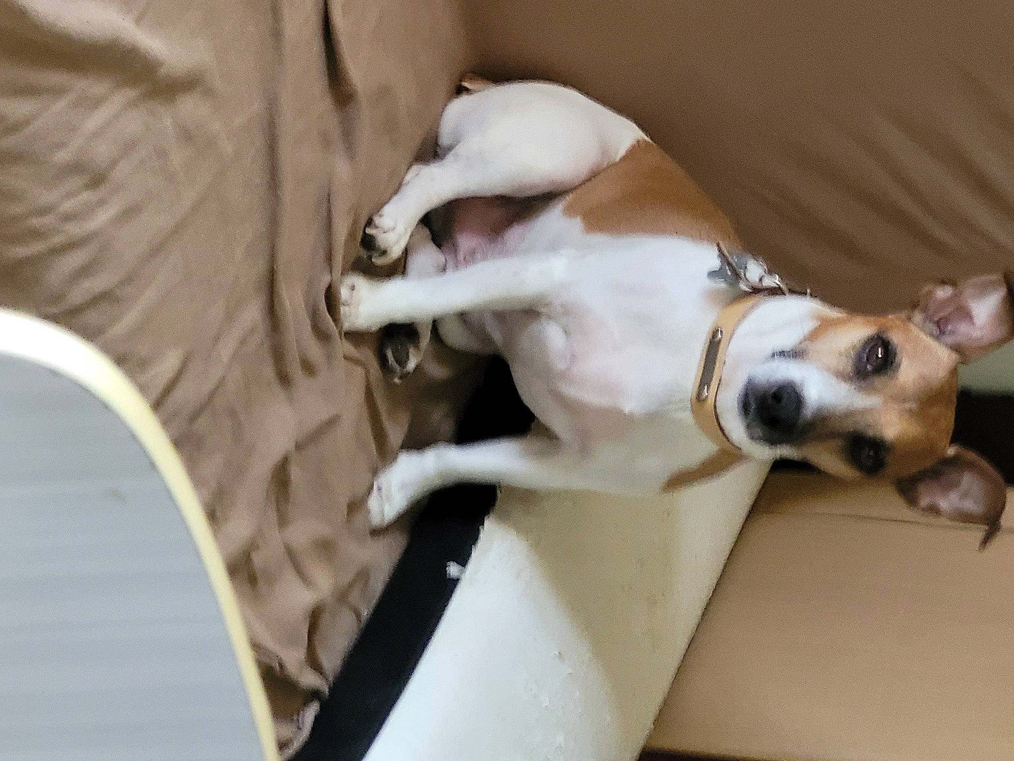 Doggy participe au concours pour gagner de l'argent avec cette photo : canidae, carnivore, collar, comfort, companion_dog, dog, dog_breed, dog_collar, fawn, non_sporting_group, paw, pet_supply, snout, sporting_group, tail, toy_dog, vertebrate, whiskers, working_animal