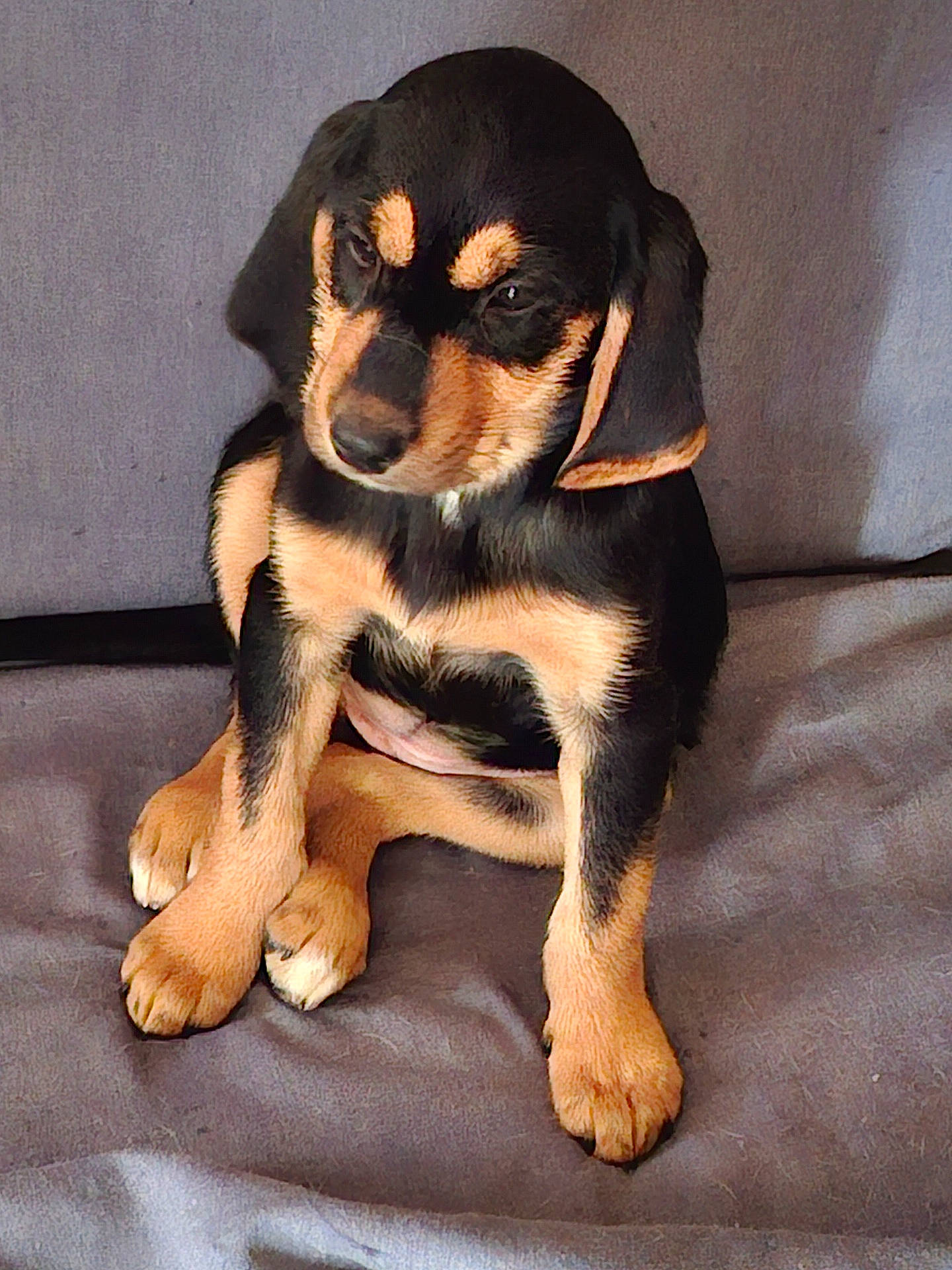 Bella participe au concours pour gagner de l'argent avec cette photo : animal, appenzeller, beagle, canine, chihuahua, cockerspaniel, dog, germanshepherd, hound, labradorretriever, pet, puppy, snout