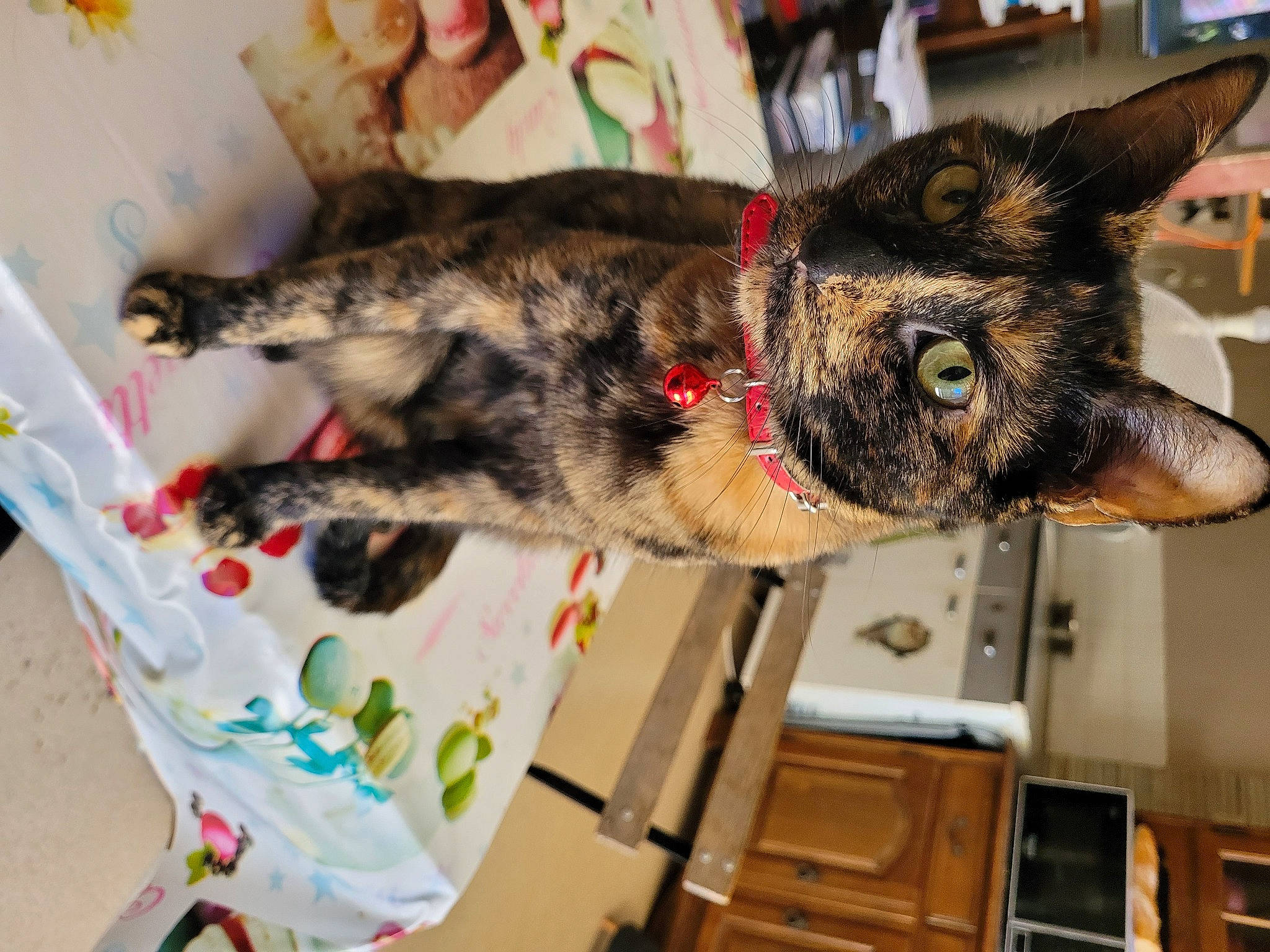 Frimousse participe au concours pour gagner de l'argent avec cette photo : canidae, carnivore, claw, collar, companion_dog, dog, dog_breed, domestic_short_haired_cat, felidae, fur, small_to_medium_sized_cats, snout, sporting_group, tail, tree, whiskers, working_animal