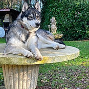 Uria participe au concours pour gagner de l'argent avec cette photo : dog, husky, outdoor, garden, stone_pedestal, greenery, grass, leaves, statue, tree, sunlight, pet, animal, canine, nature, relaxed, fur, ears, collar, daylight